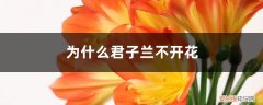 为什么有的君子兰不开花 为什么君子兰不开花