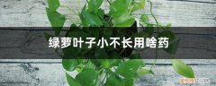 绿萝叶子太小怎么办 绿萝叶子小不长用啥药