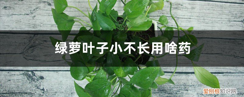 绿萝叶子太小怎么办 绿萝叶子小不长用啥药