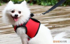 蝴蝶犬的缺点 蝴蝶犬的缺点有哪些