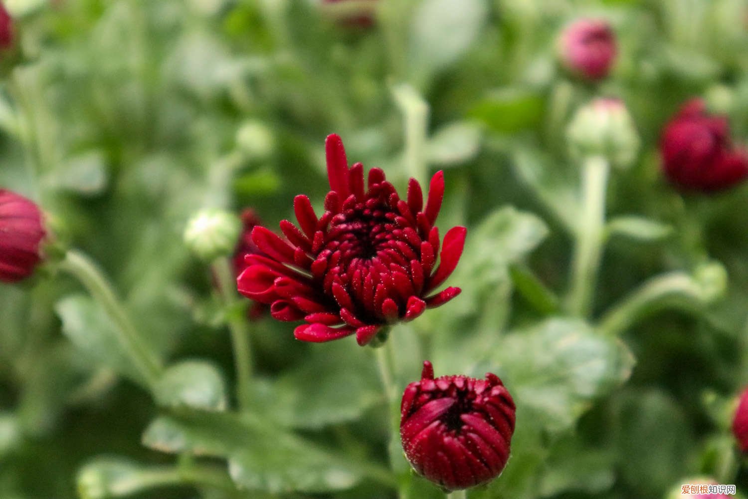 绿菊花夏天怎么养好 绿菊花夏天怎么养