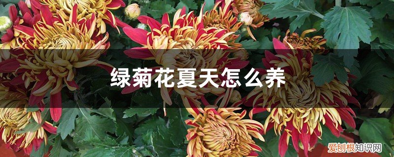 绿菊花夏天怎么养好 绿菊花夏天怎么养