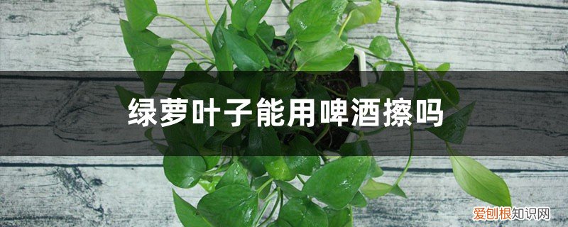 可以用啤酒直接擦绿萝叶子吗 绿萝叶子能用啤酒擦吗