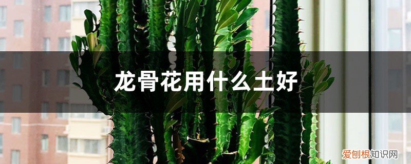 龙骨花用什么土好,用什么肥料 龙骨花用什么土好，用什么肥