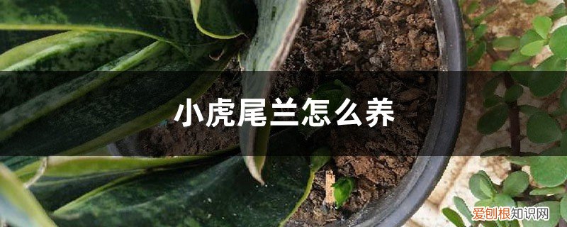 虎尾兰应该怎么养 小虎尾兰怎么养