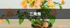 三角梅长叶子不长花 “三角梅”不开花？用这种“脏东西”作肥料，花朵开满墙！