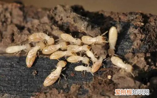 家里出现白蚁如何解决，家里出现白蚁怎么办
