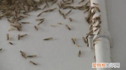 家里出现白蚁如何解决，家里出现白蚁怎么办