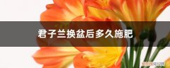 君子兰换盆后多长时间施肥 君子兰换盆后多久施肥