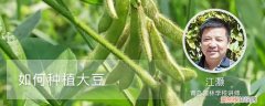 如何种植大豆获得高产 如何种植大豆