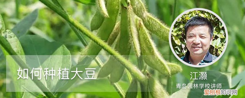 如何种植大豆获得高产 如何种植大豆