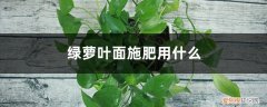 绿萝叶面肥用什么好 绿萝叶面施肥用什么