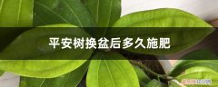 平安树换盆要多久才算成活 平安树换盆后多久施肥