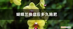 蝴蝶兰换盆后施什么肥 蝴蝶兰换盆后多久施肥
