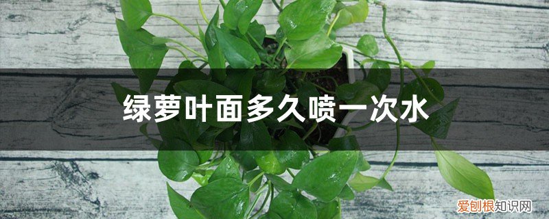 绿萝叶面多久喷一次水最好 绿萝叶面多久喷一次水