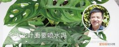 冬天花叶子能喷水吗? 冬天花叶面要喷水吗