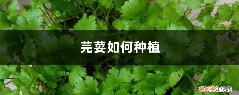 芫荽如何种植出苗多 芫荽如何种植
