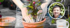 兰花换盆后多久可以施肥 换盆后多久可以施肥