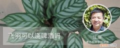 飞羽竹芋可以浇啤酒吗 飞羽可以浇啤酒吗