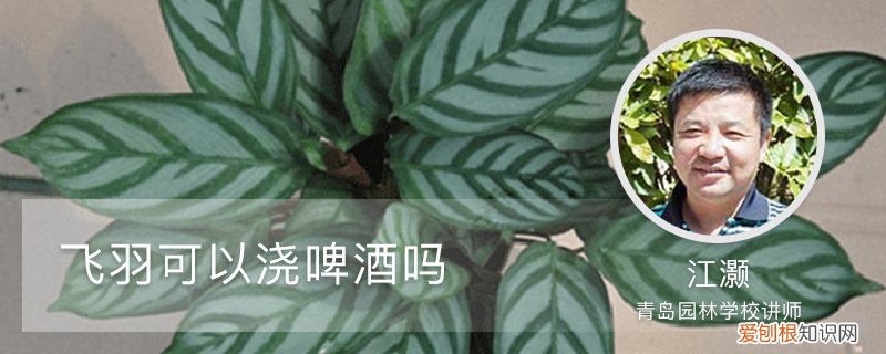 飞羽竹芋可以浇啤酒吗 飞羽可以浇啤酒吗