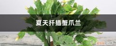 夏天扦插蟹爪兰怎么养 夏天扦插蟹爪兰