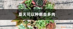 夏天可以种哪些多肉蔬菜 夏天可以种哪些多肉