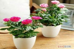 怎样让花瓶的花苞开花 在家自己制作3种“开花液”，半月用上点，花苞枝条都蹿！