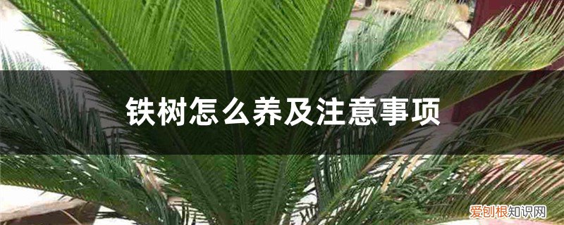 铁树怎样养护 铁树怎么养及注意事项