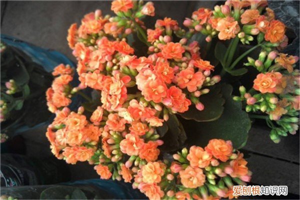 给花喂点黄金水，像打了兴奋剂，大过年开成大花球！