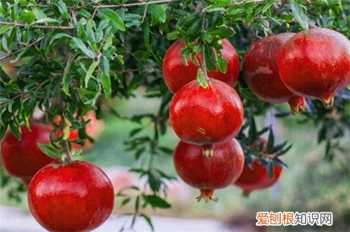 院子里种什么树风水好又旺财，农村院子里种什么树风水好又旺财