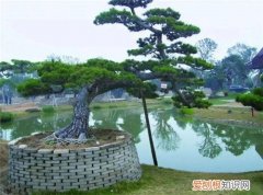 院子里种什么树风水好又旺财，农村院子里种什么树风水好又旺财