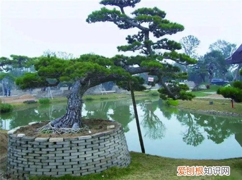 院子里种什么树风水好又旺财，农村院子里种什么树风水好又旺财