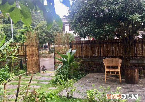 院子里种什么树风水好又旺财，农村院子里种什么树风水好又旺财
