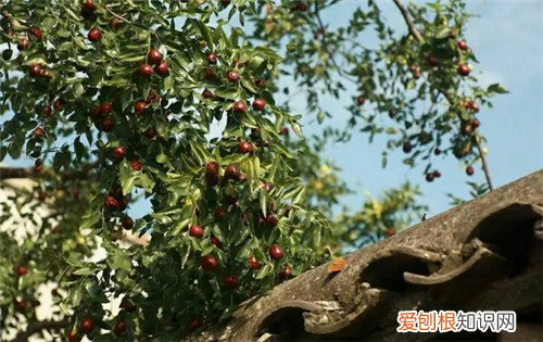 院子里种什么树风水好又旺财，农村院子里种什么树风水好又旺财