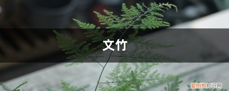文竹怎样养叶子才绿 “文竹”换个方法养，叶子茂盛长满盆，还不黄叶，好看！