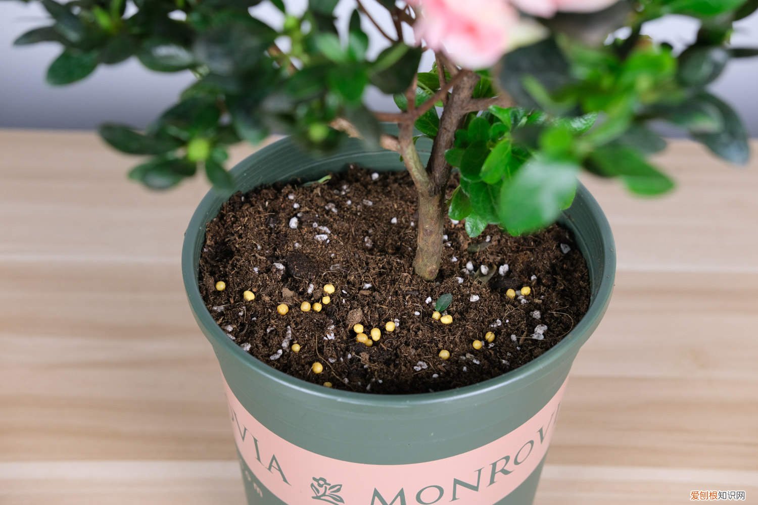 杜鹃花花期落叶 “杜鹃花”不好养，稍不注意这“4点”，花朵凋谢还落叶