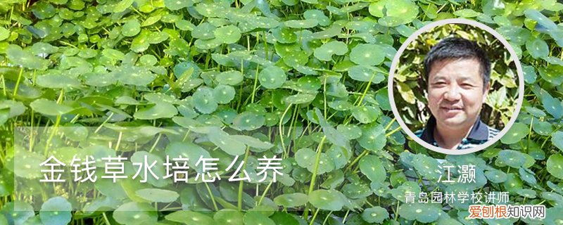 金钱草水培养护 金钱草水培怎么养