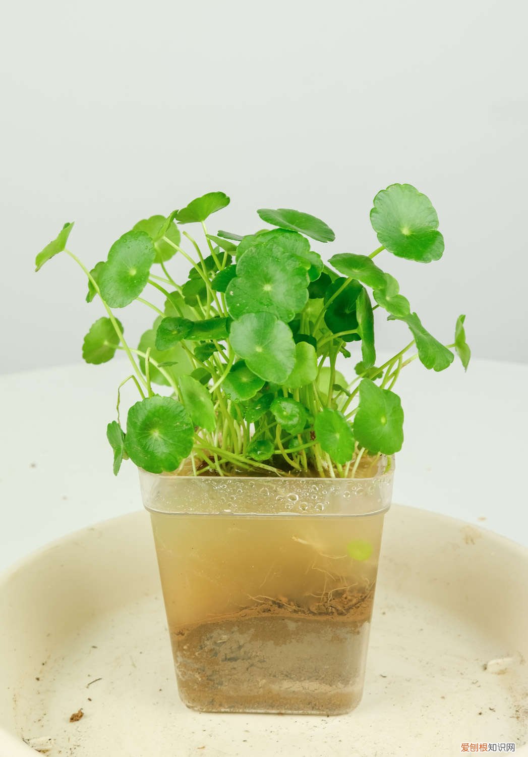 养铜钱草有技巧,只需这个小方法,铜钱草立马爆盆 给“铜钱草”做这2个小动作，新叶长不停，1月就满盆