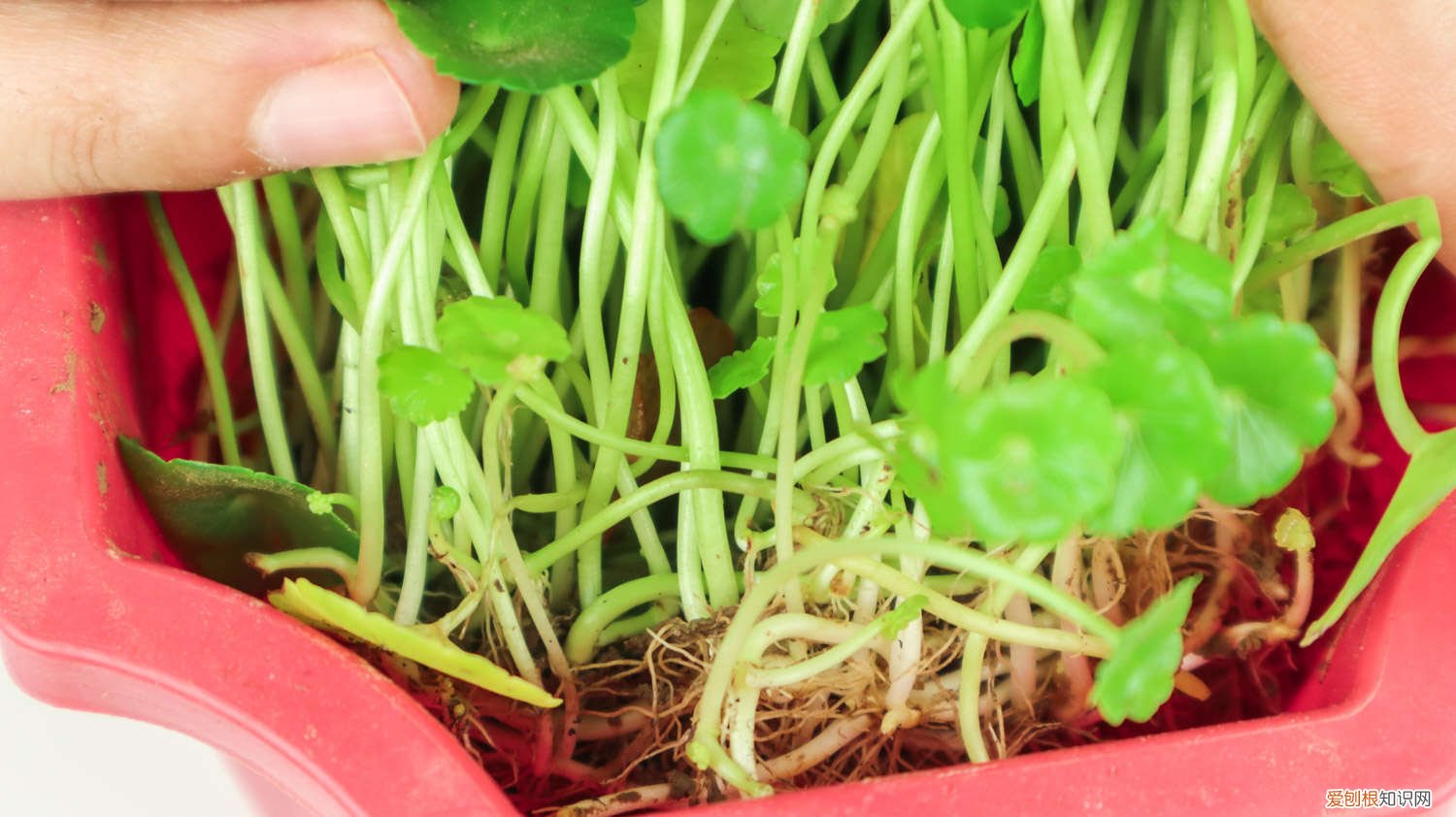 养铜钱草有技巧,只需这个小方法,铜钱草立马爆盆 给“铜钱草”做这2个小动作，新叶长不停，1月就满盆