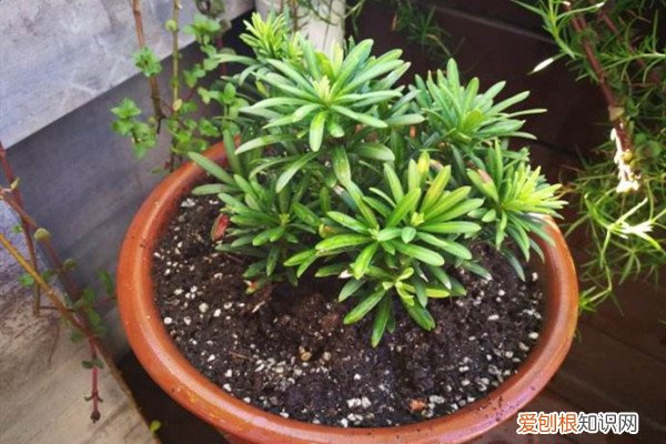 这种“贵气”植株不用买，折根“枝条”，呼呼长出一整盆！