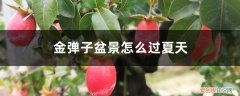 金弹子盆景越冬温度 金弹子盆景怎么过夏天