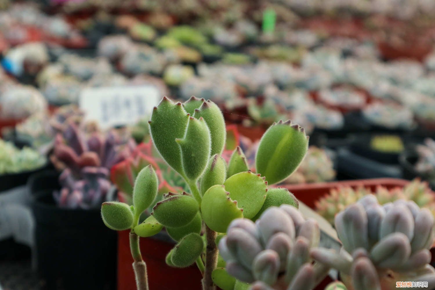 熊童子夏季怎么养 夏天如何养熊童子