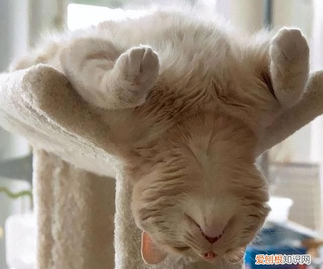 50个猫咪冷知识免费观看 猫咪的10个冷知识你知道几个