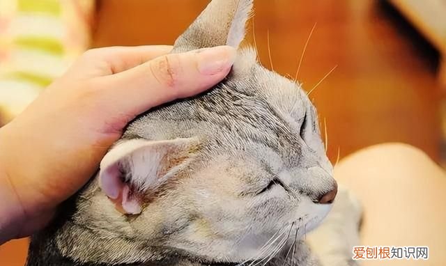 50个猫咪冷知识免费观看 猫咪的10个冷知识你知道几个