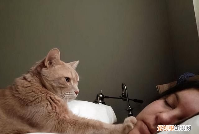50个猫咪冷知识免费观看 猫咪的10个冷知识你知道几个