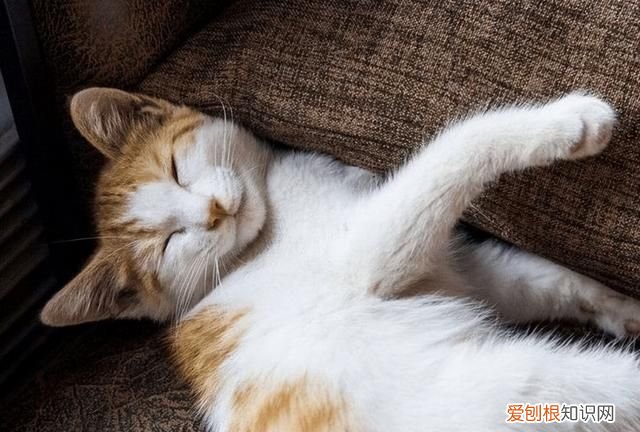 50个猫咪冷知识免费观看 猫咪的10个冷知识你知道几个