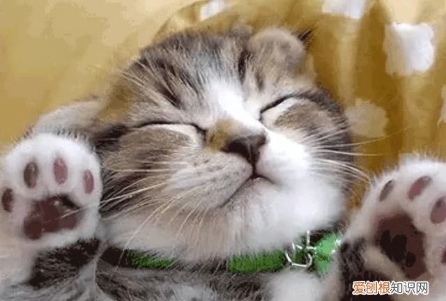 50个猫咪冷知识免费观看 猫咪的10个冷知识你知道几个