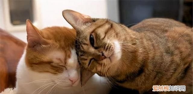 50个猫咪冷知识免费观看 猫咪的10个冷知识你知道几个