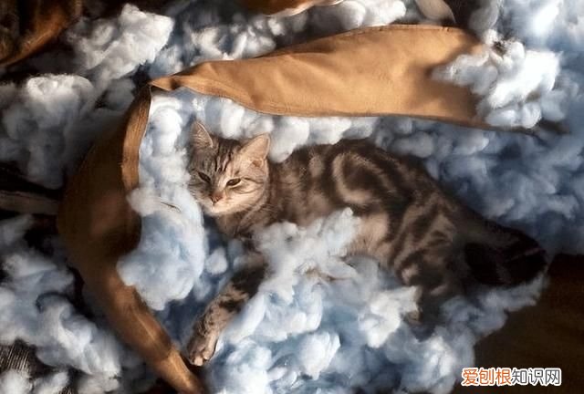 50个猫咪冷知识免费观看 猫咪的10个冷知识你知道几个