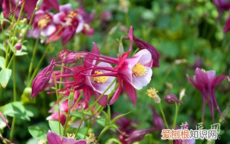 耧斗菜的栽培技术要点 耧斗菜的养殖方法